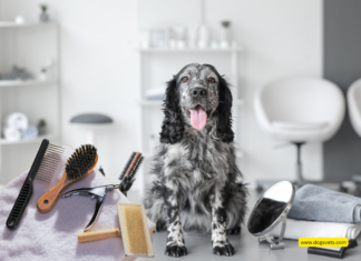 Top 10 Must-Have Grooming Tools for Professional Pet Groomers